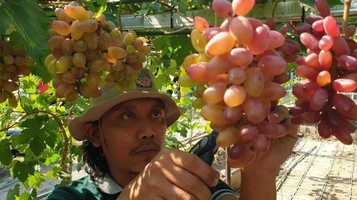 Mojokerto Miliki Wisata Kampung Anggur